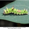 limenitis reducta larva5b